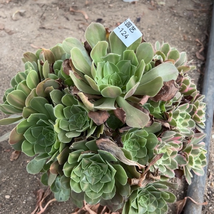 女妖阴阳多肉植物124