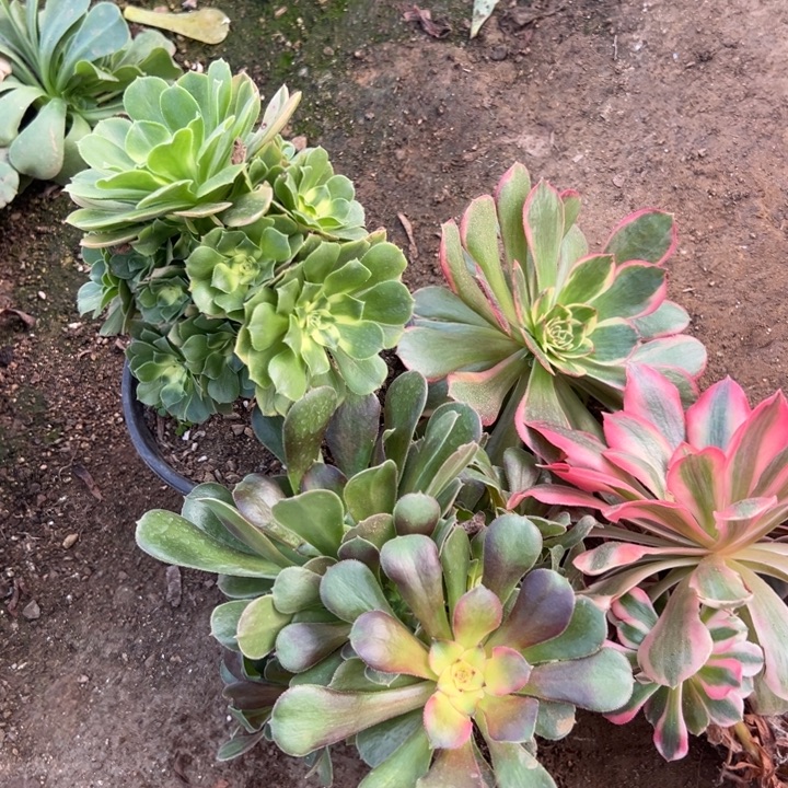 多肉植物女妖夜宴浏星雨鑫你呀