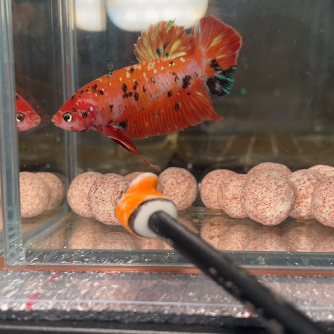 斗鱼12.31 巨斗 087