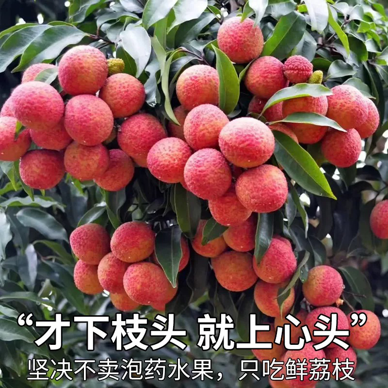 {广东省外专拍}新鲜现摘白腊荔枝头茬核小肉厚香甜当季水果