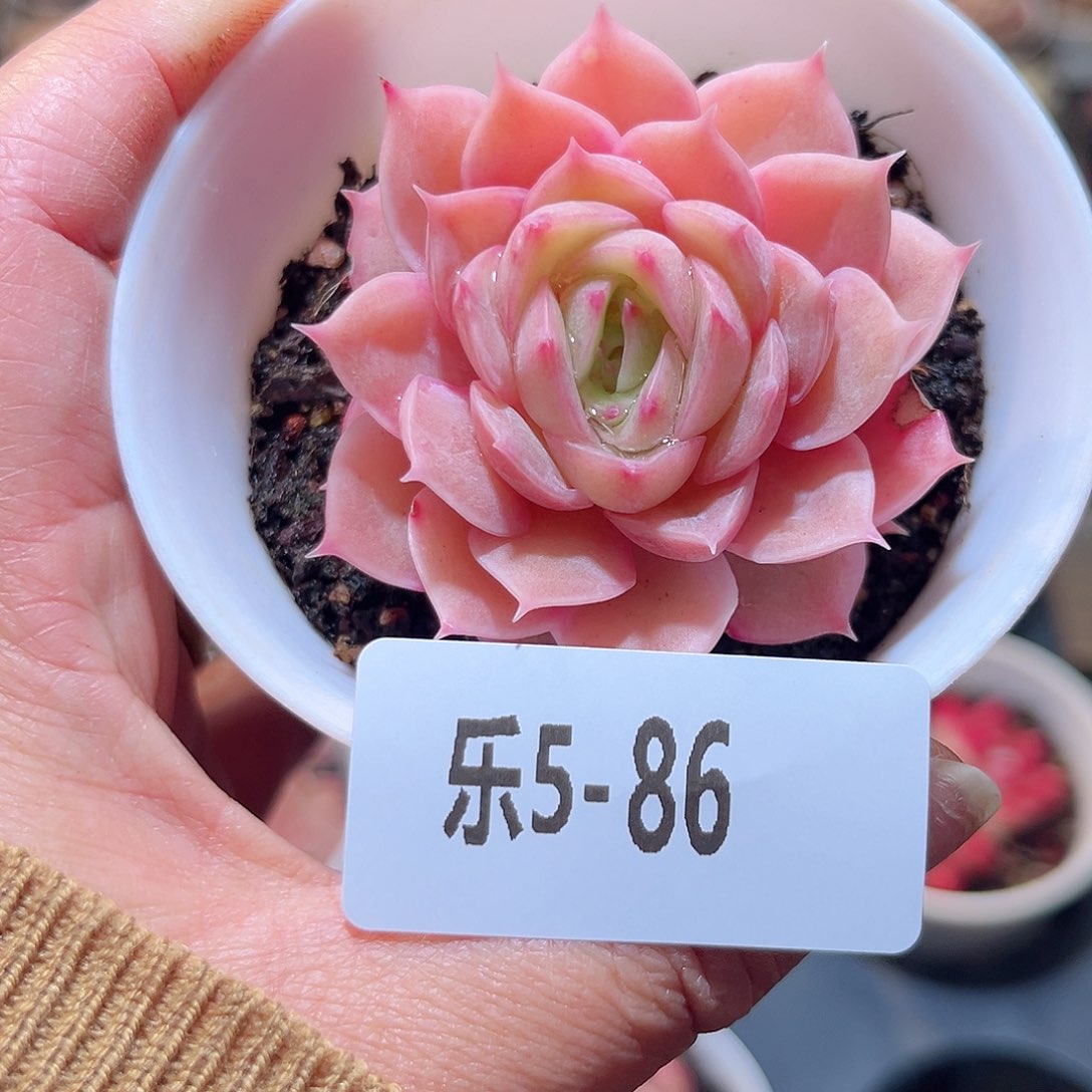 乐5-86 昂斯诺单头