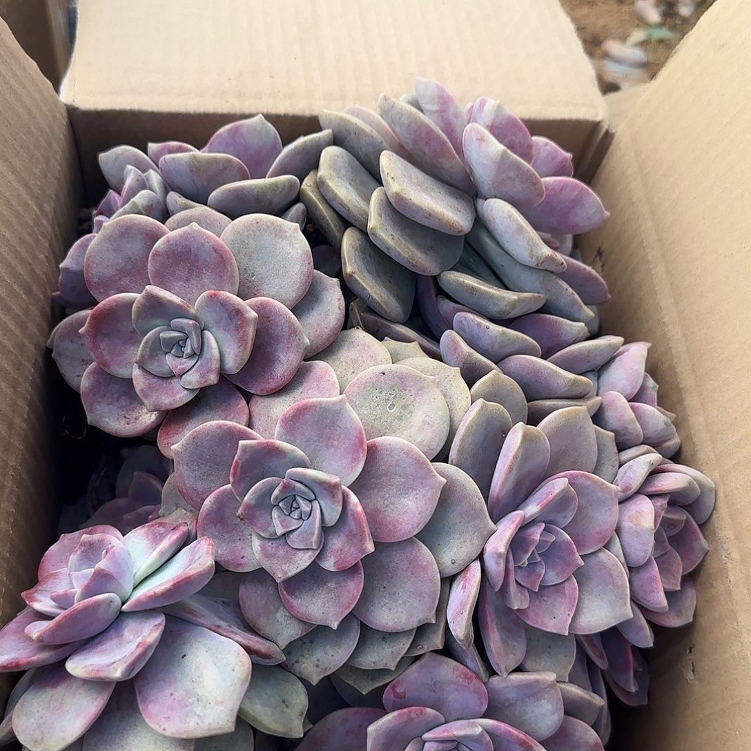 夏***夏箱拍紫乐多肉轻微断肢不售后看好在拍