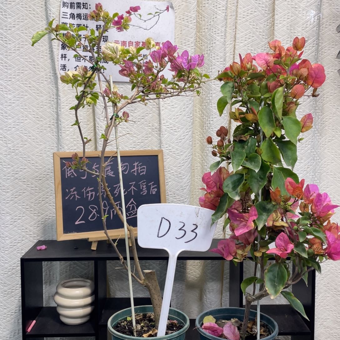 付***2全部花朵阿朱娜+广红樱D33