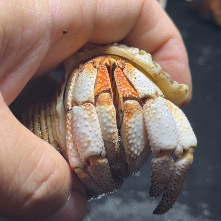 .***.毛球3.1口径，祎缘