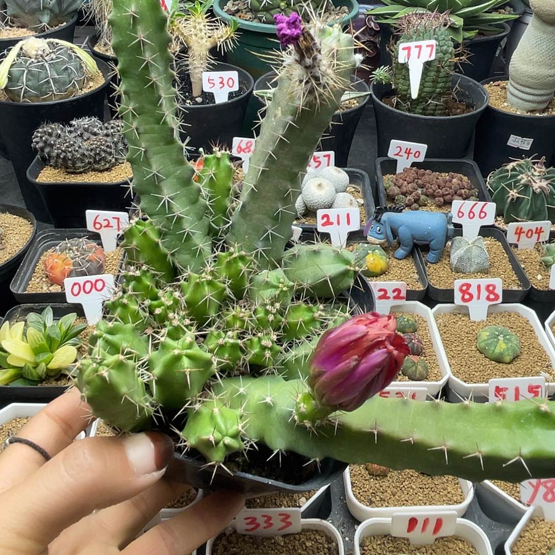 不知名仙人球开花很仙