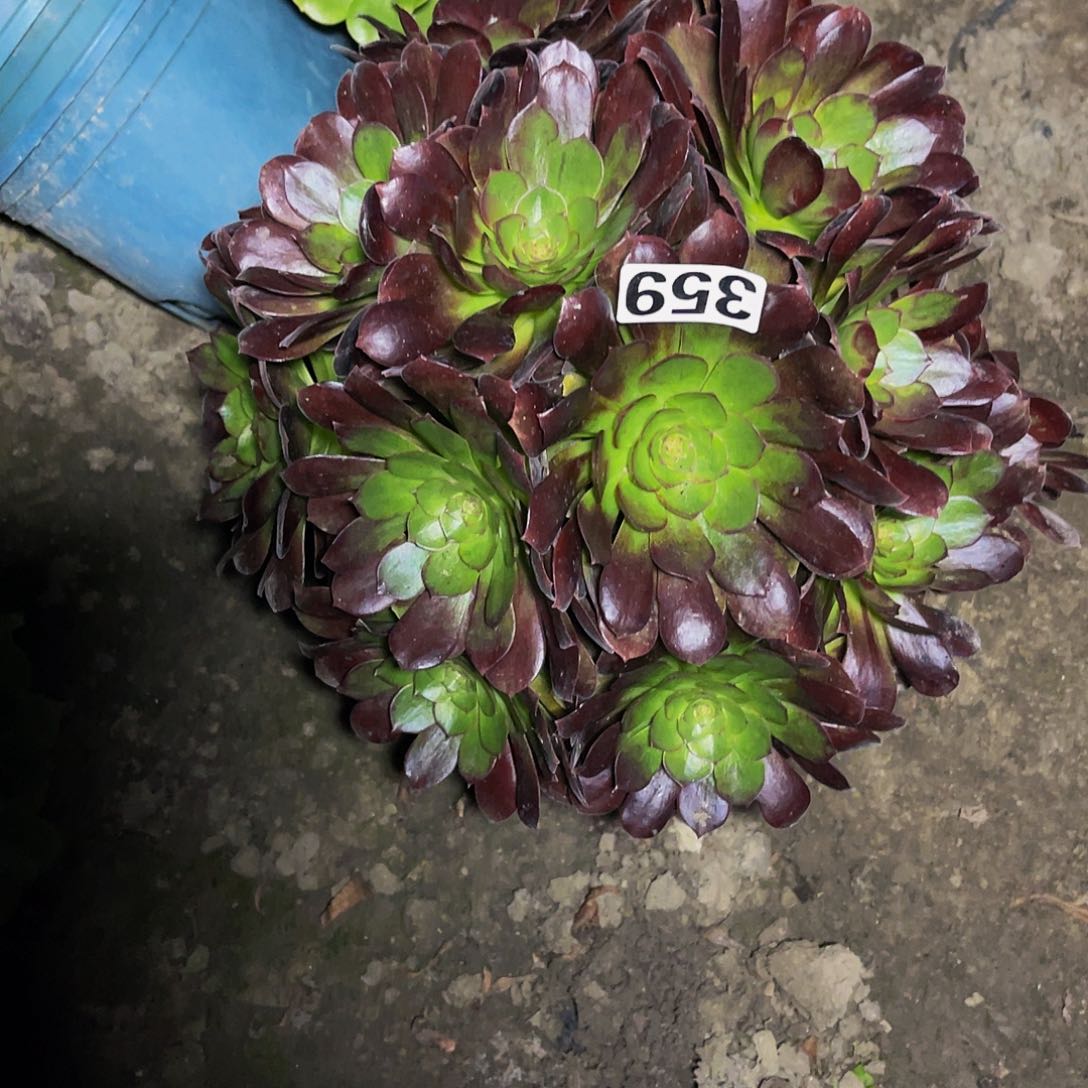 法师法师13–22包邮法师