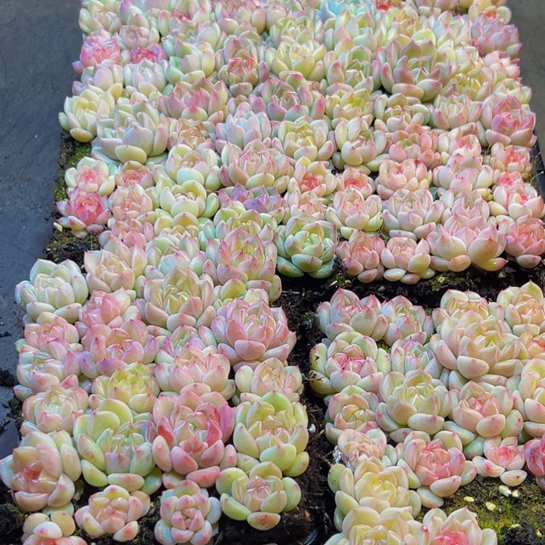 436多肉植物量拍一盒保底24颗