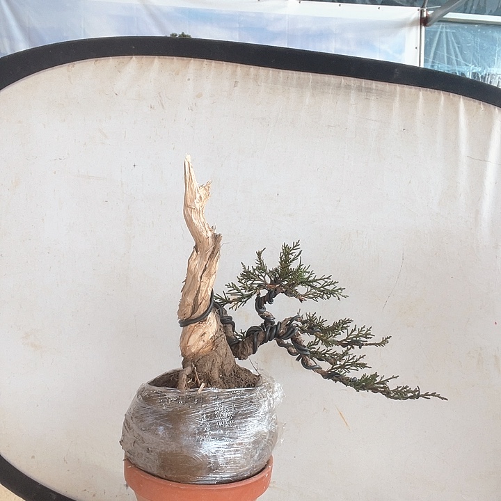 济州真柏盆景老桩