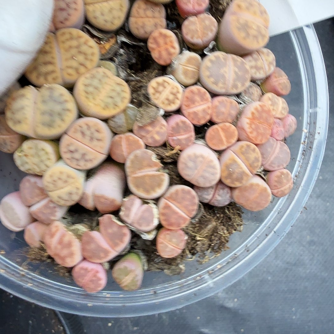 红***儿这个点睡起来都会梦中019是