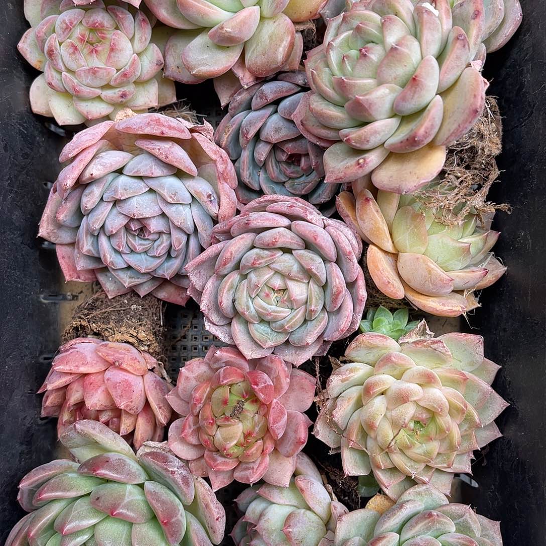 多肉一物一拍4-148