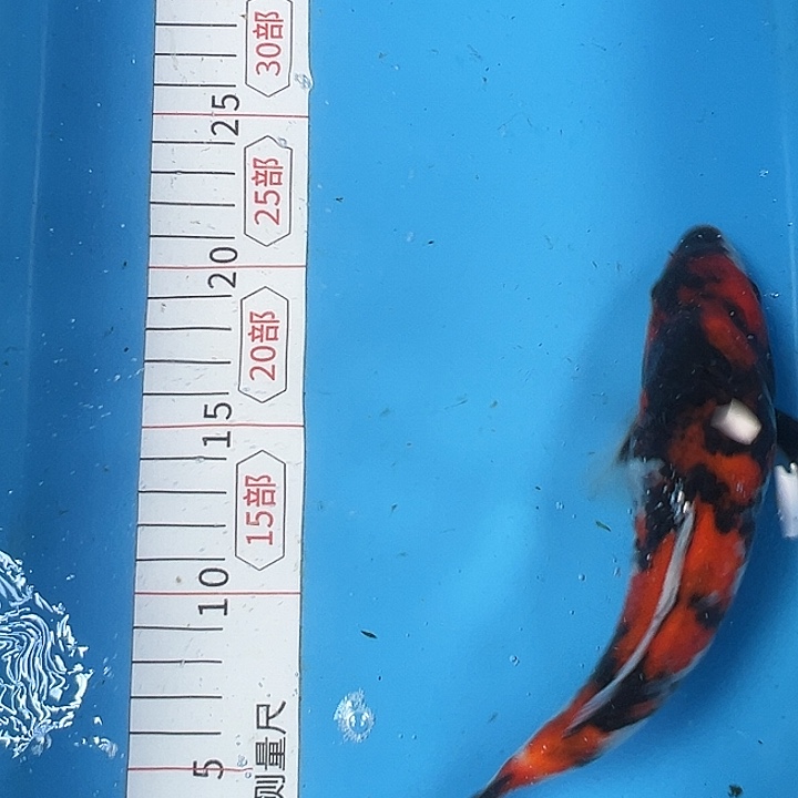 锦鲤血统锦鲤子一代