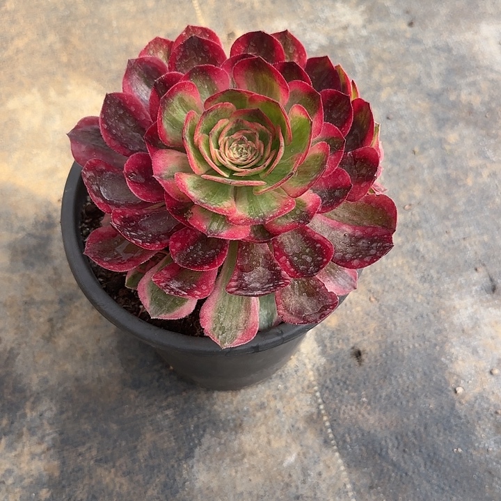 ℒ***₁法师多肉植物福利