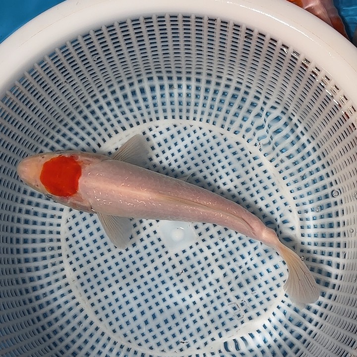 呵***呵海水锦鲤的故事是