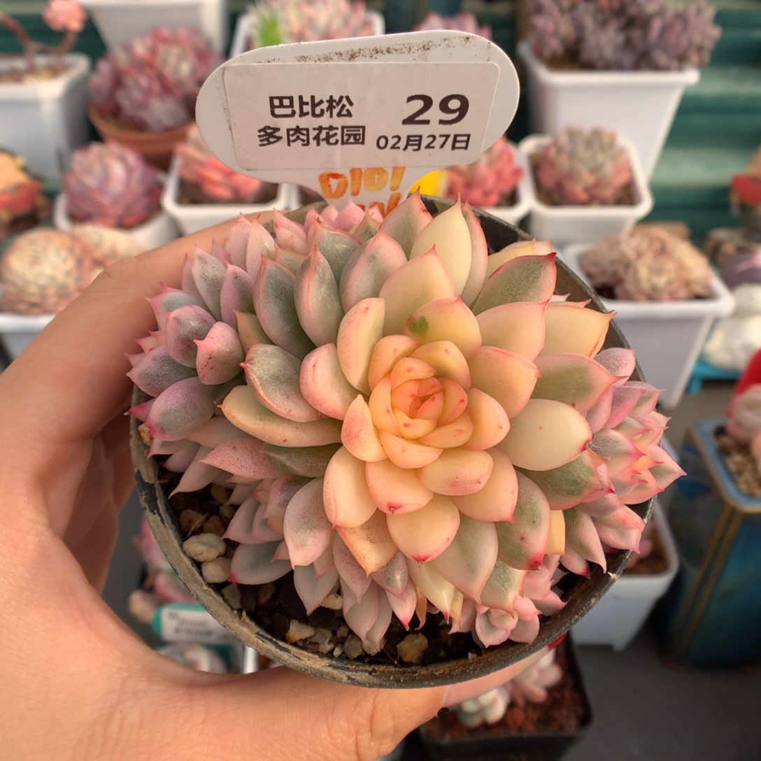 29女雏锦多肉植物