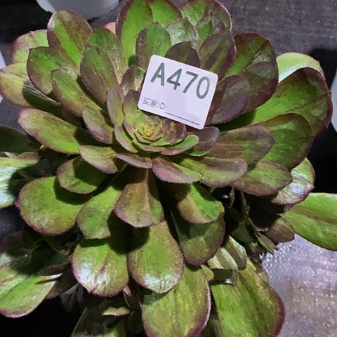 花月夜470脱土发货