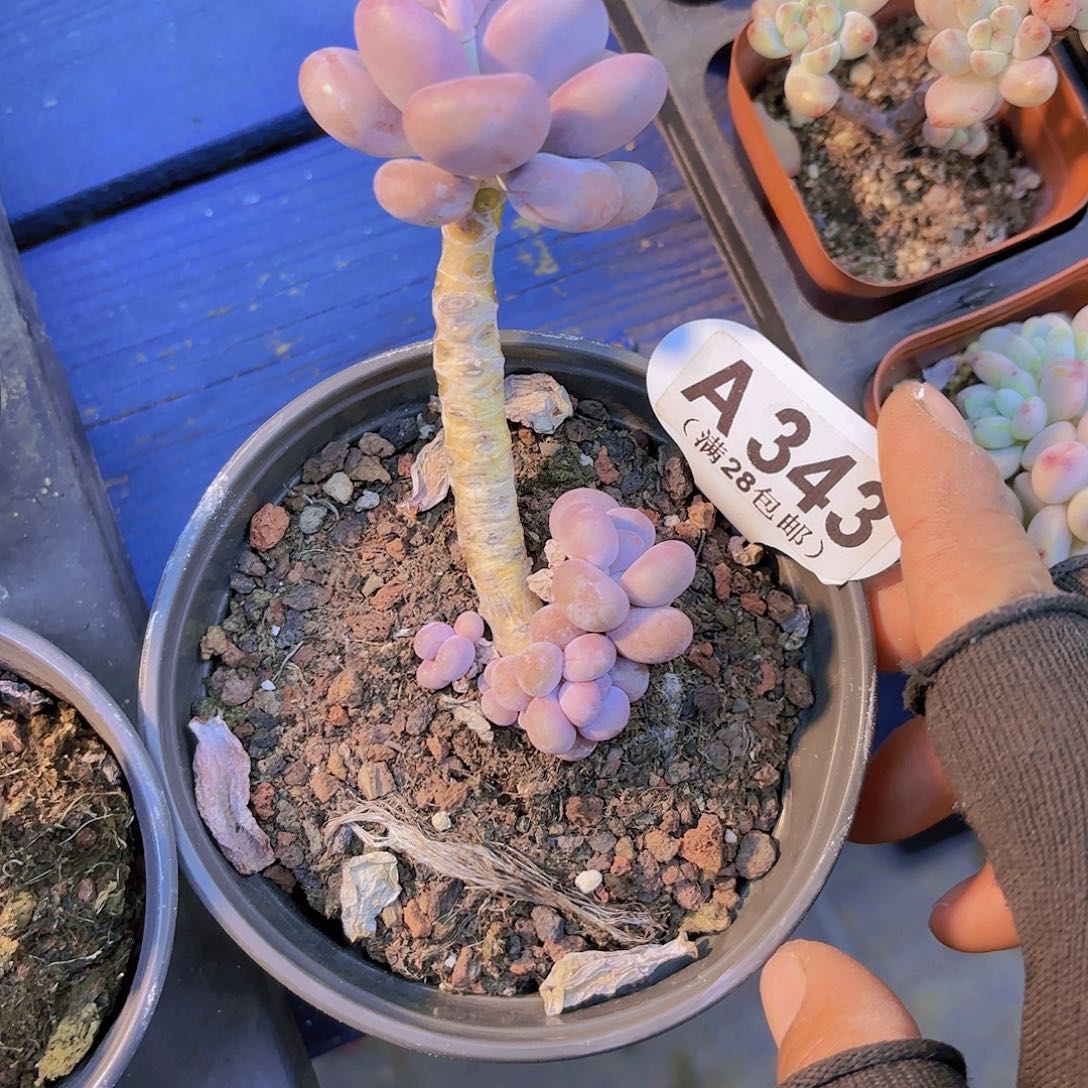 A343蛋黄奶一物一拍多肉