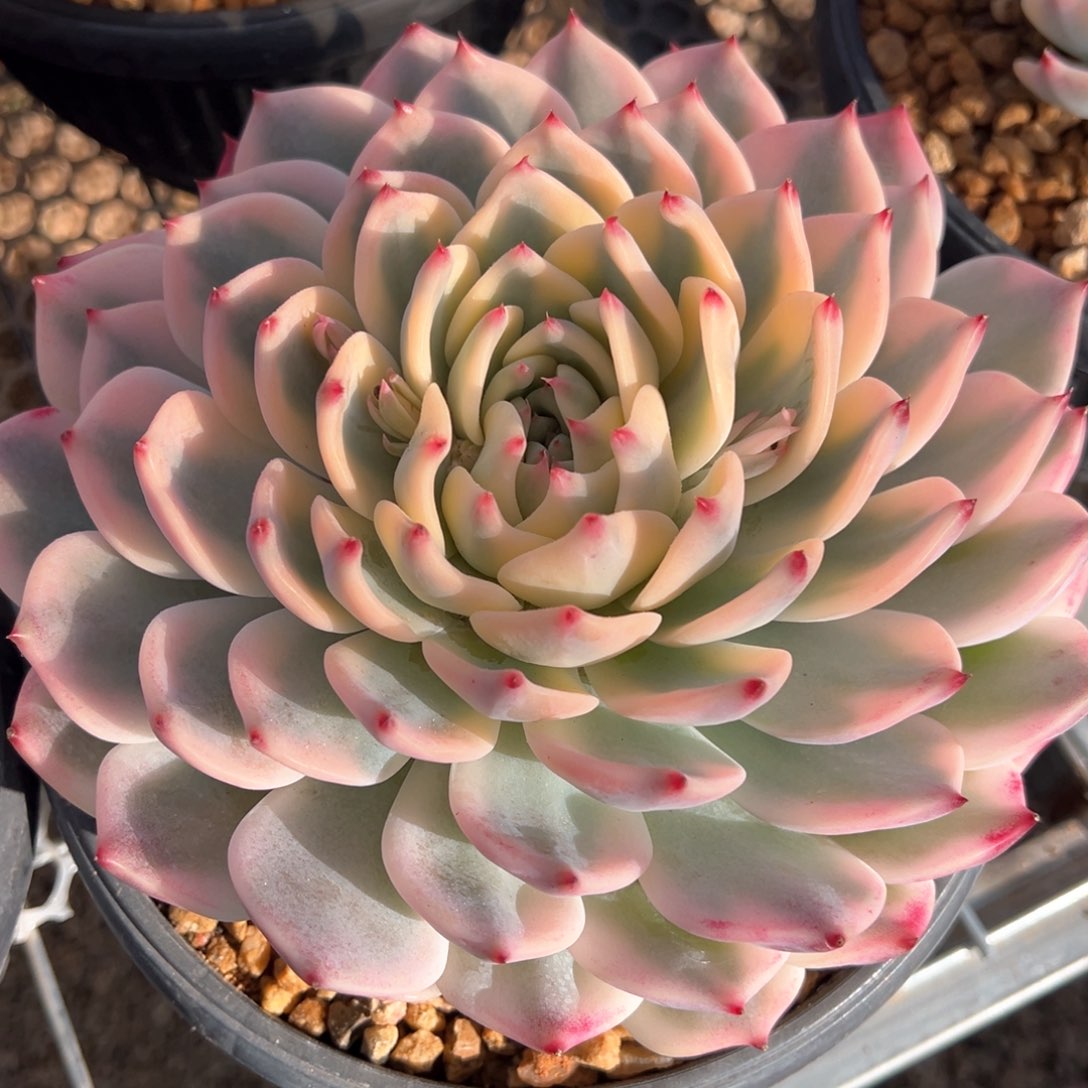 吉娃娃锦旋叶多肉植物