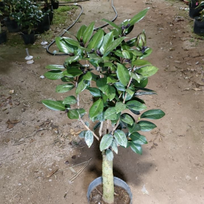 全部花苞超级红叶贝拉