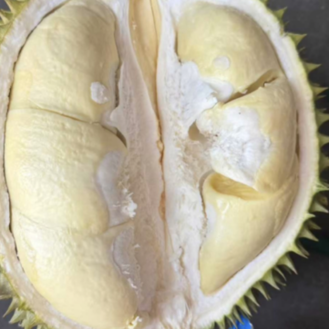 Z【一物一拍】奶香猫核大肉香2斤起运输10%干耗 