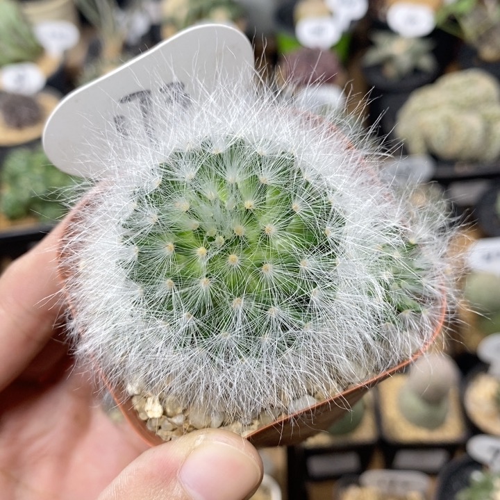 173号无刺丽光殿6.5cm