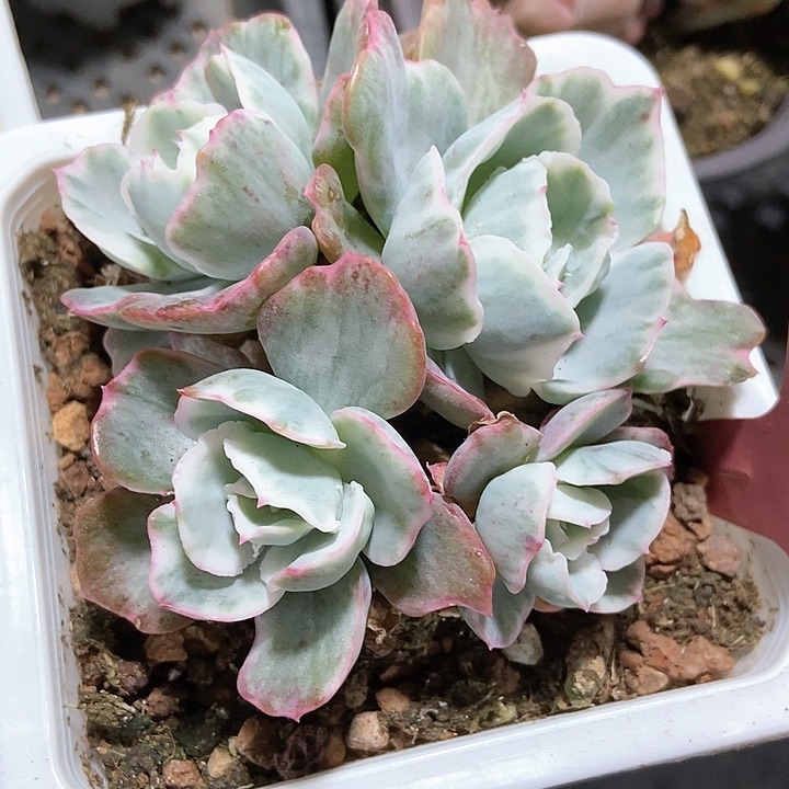 多肉植物伯克利锦7001