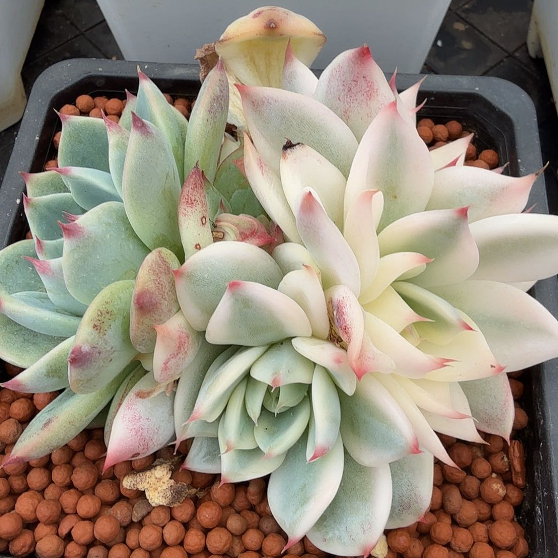 吉娃娃锦底座，有砍，多肉植物