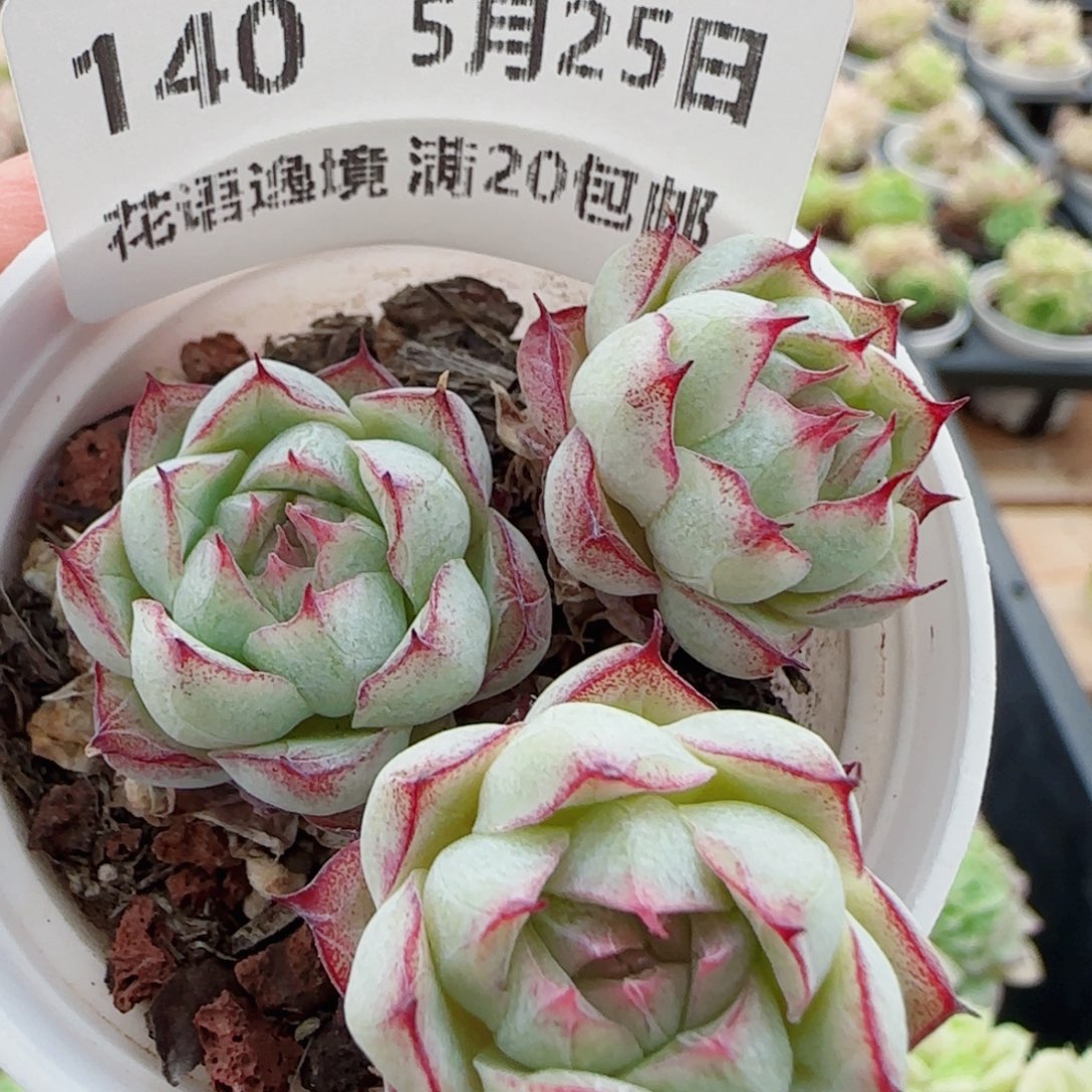 花语逸镜0525-140