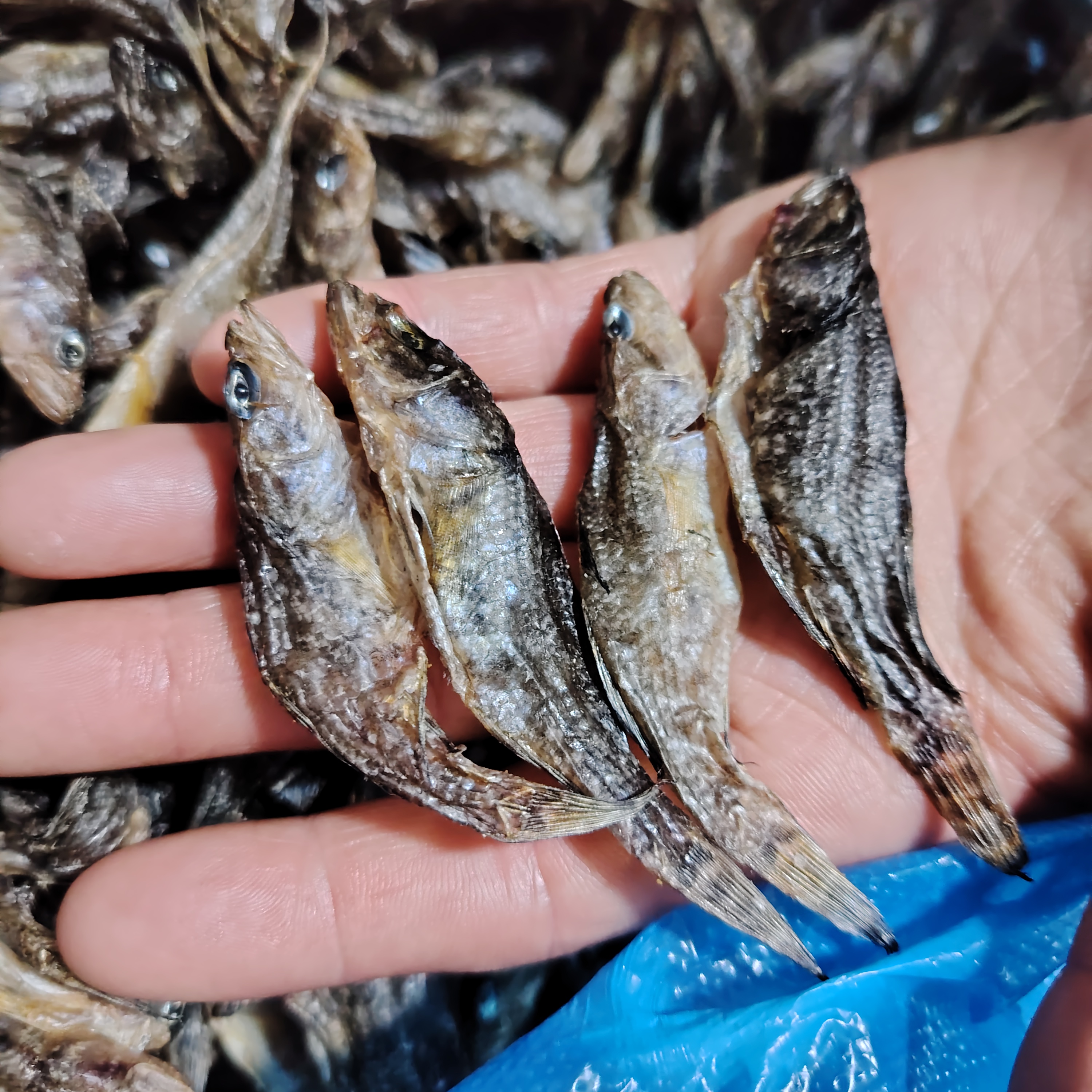 东北冷水小河鱼老头鱼干