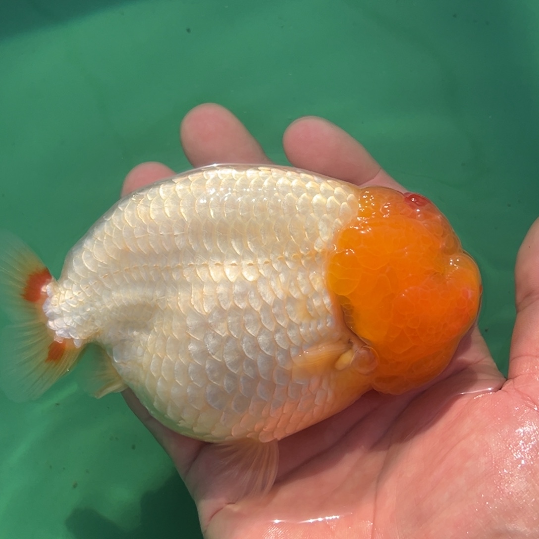 金鱼9999999999999999999