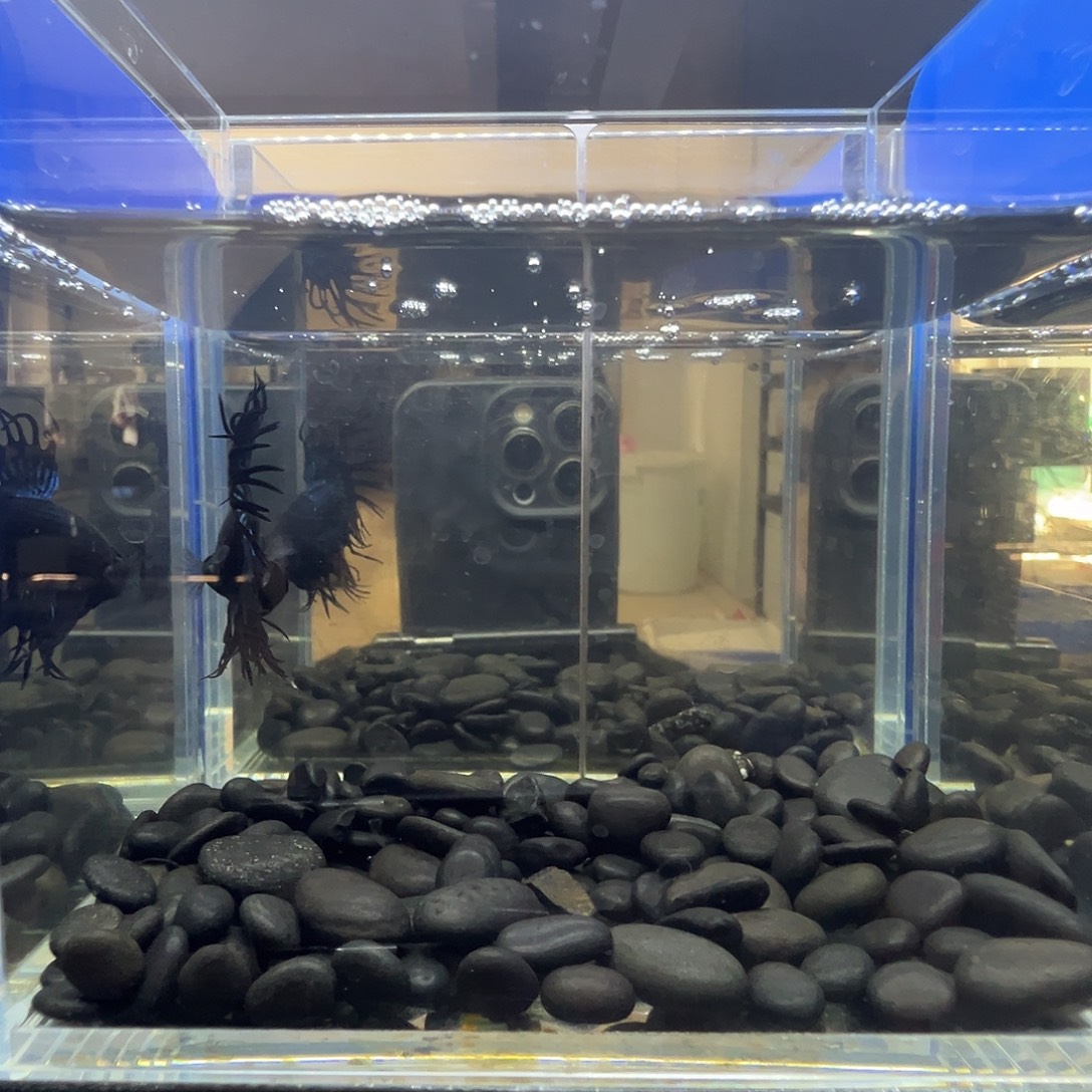 斗鱼阿浩泰斗7日104号