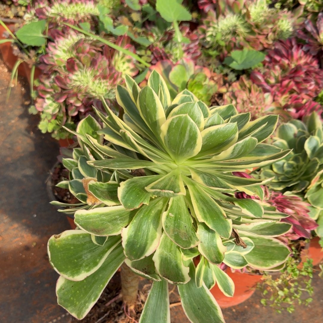 大叶绿玫瑰多肉植物法师