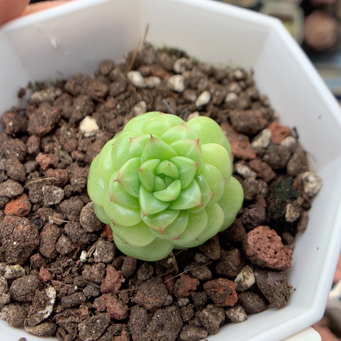 X95绿水鬼，20包邮两天凑单偏远不发货