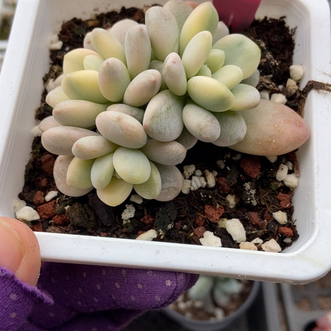 926洛神锦多肉植物