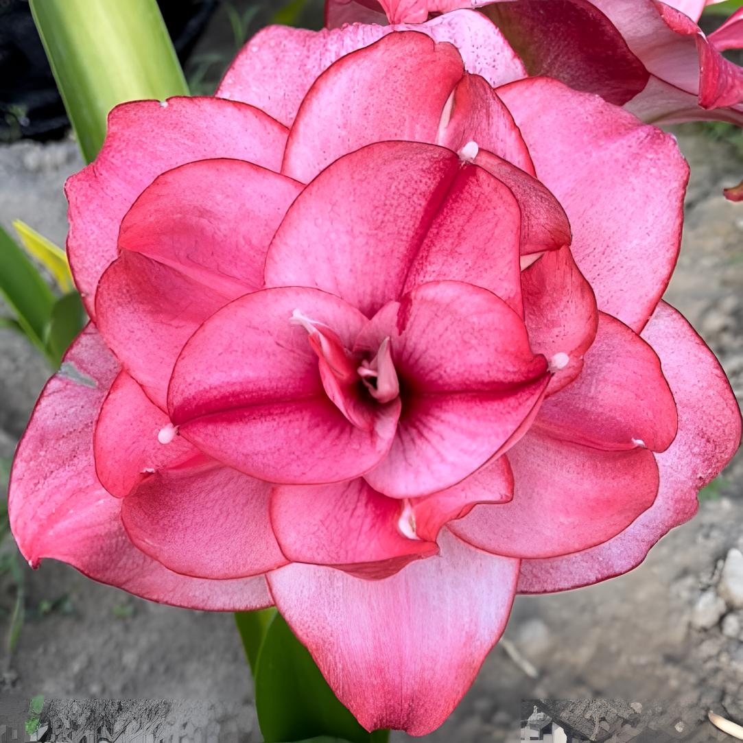 西瓜酒   朱顶红基地自然裸球