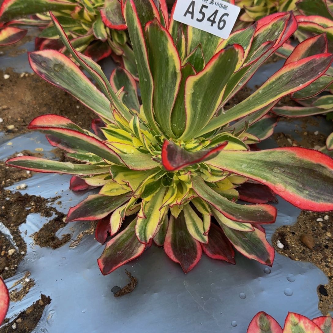 546魅影多肉植物