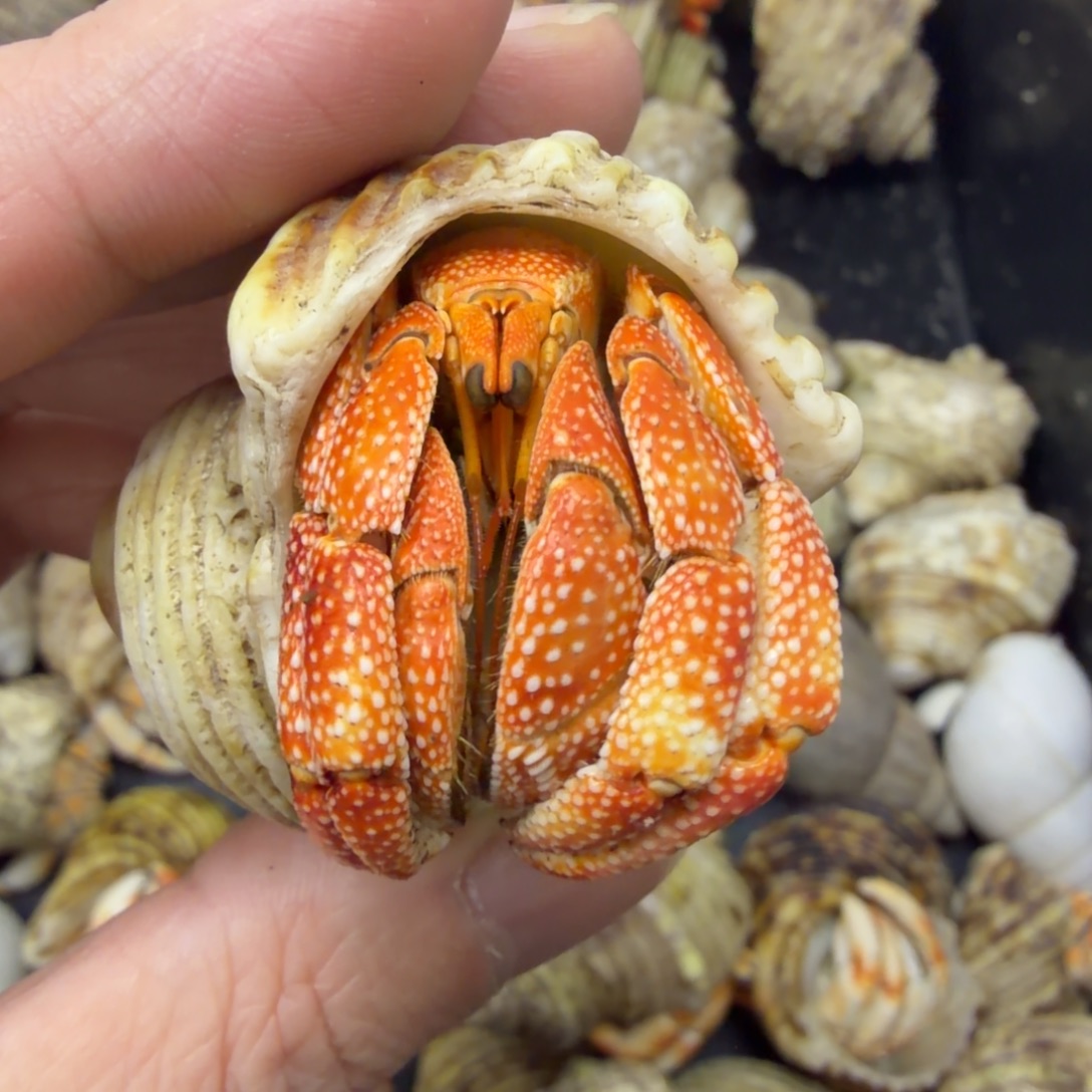 毛球宝宝2.2 口不退不换