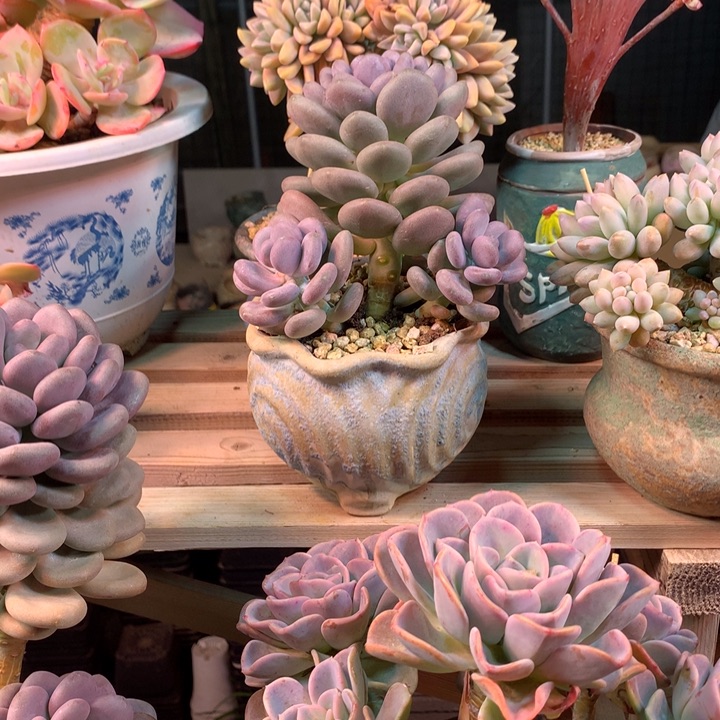 月美人多肉z z z