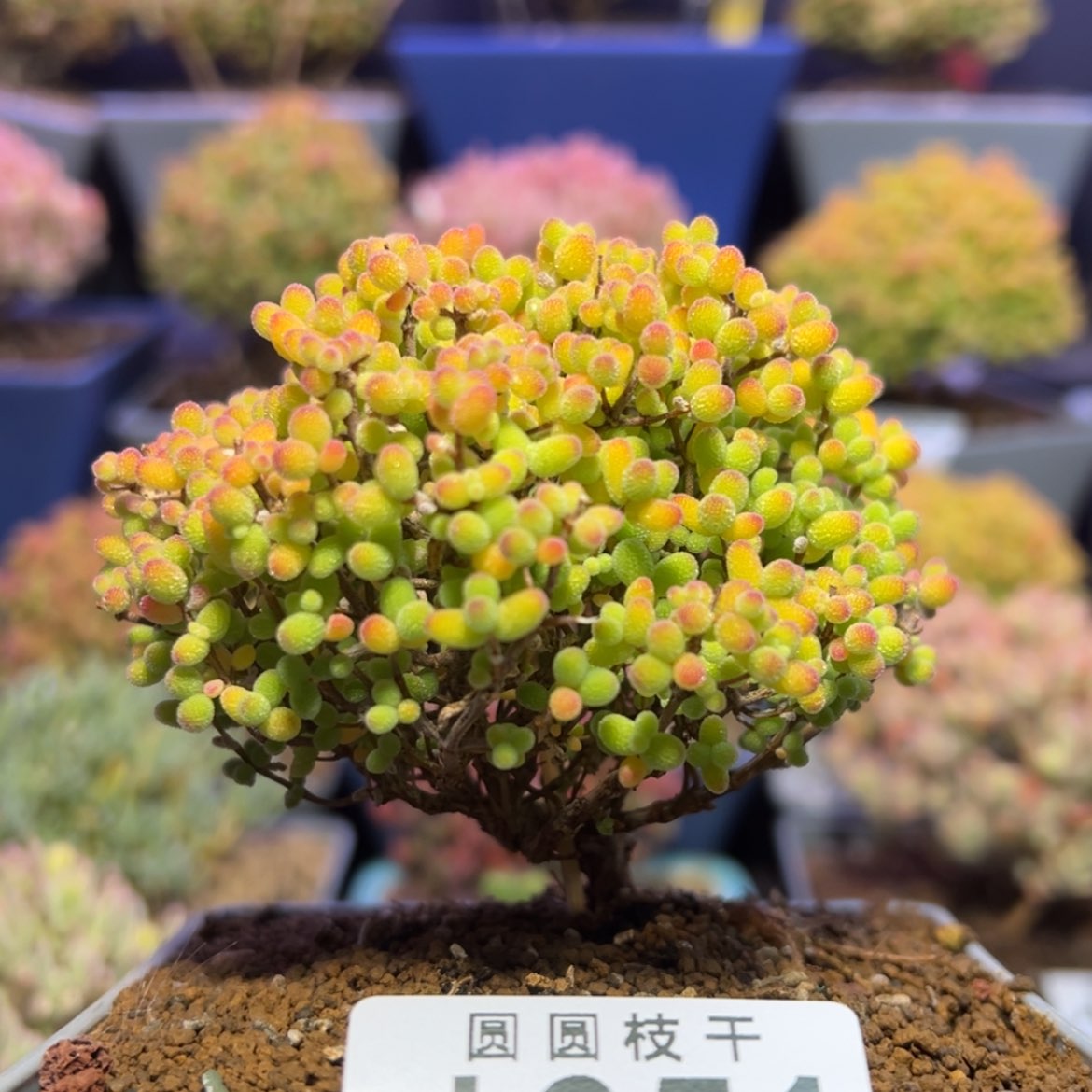 【闪购商品】d651金桔糖球初八发财价