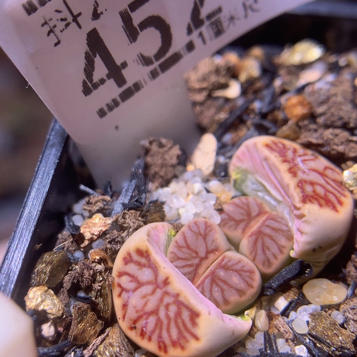 精品生石花218.452