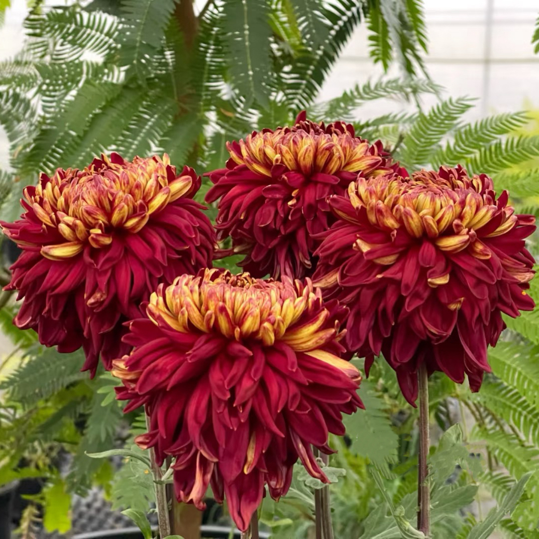 【泥金红莲】九月大花富贵菊盆栽开花好看适合观赏的佳品大丽花菊花