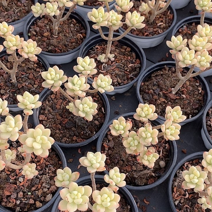 03糖果米奇锦 福利多多