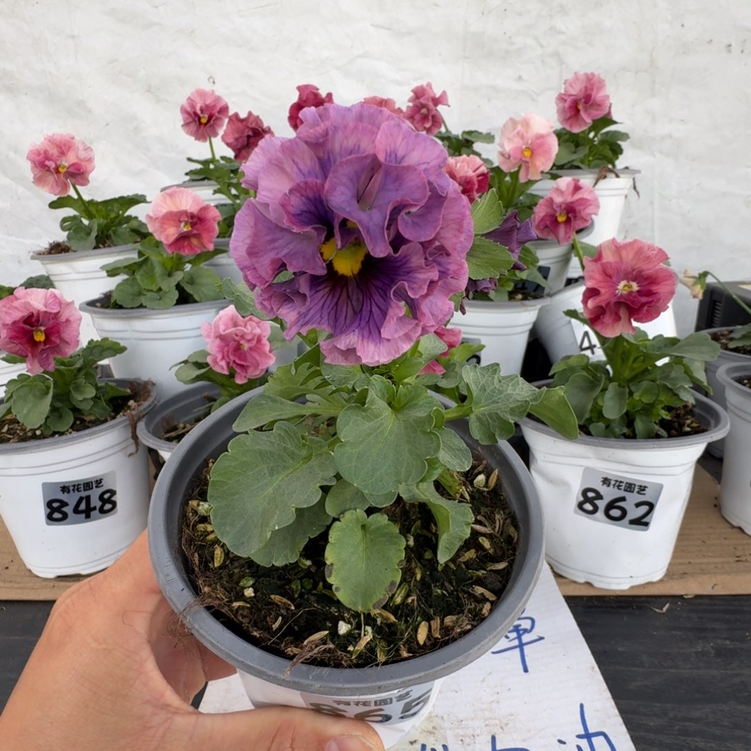 全部花朵865号角堇