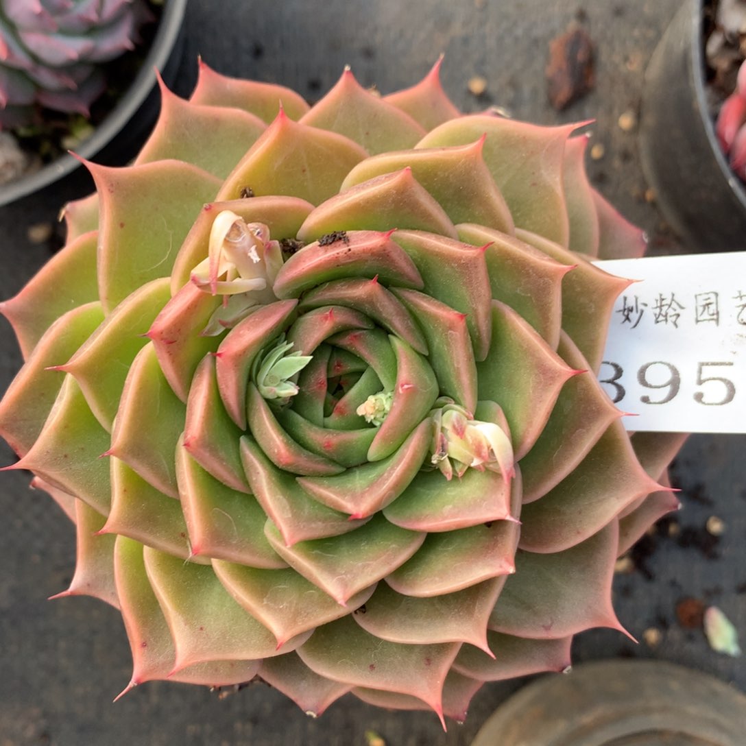 3957杂交精品基地10厘米