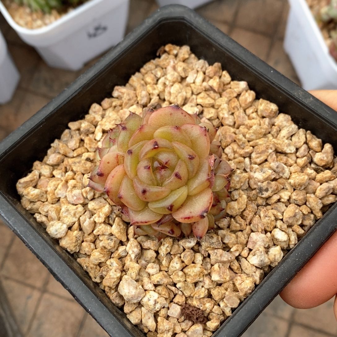 精品多肉一物一拍不包整48