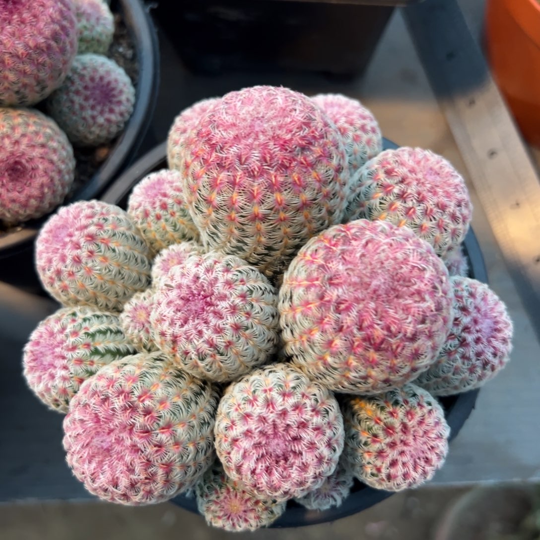 郑***士零零落落 零零落落