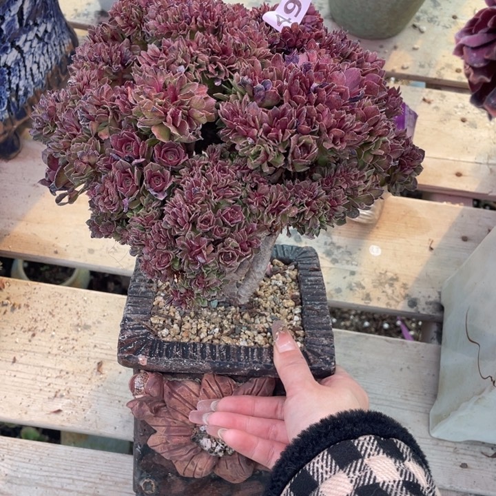 多肉葡萄等经济果品中具有优良特性