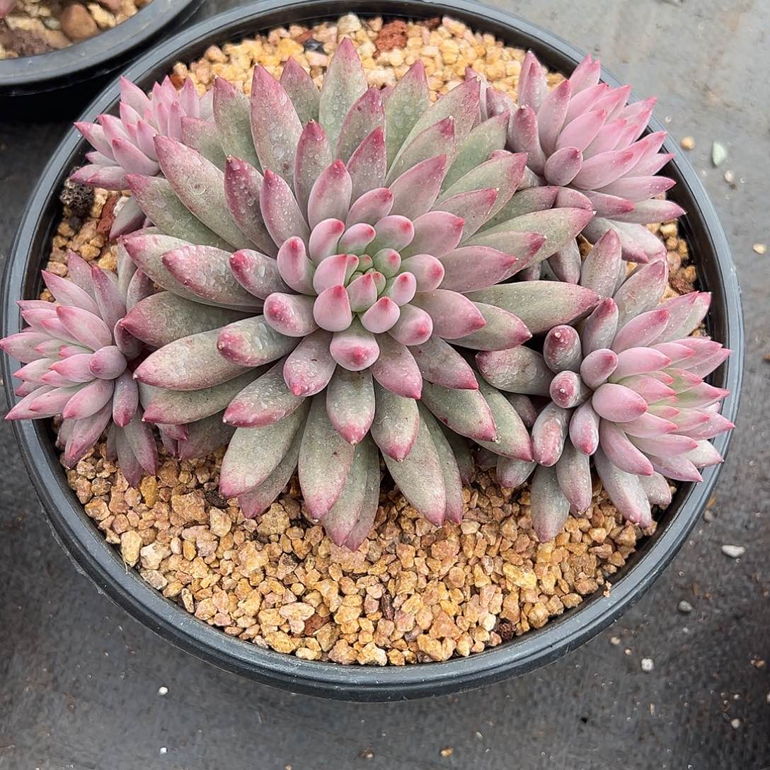 1102149 金鱼姬美人群生