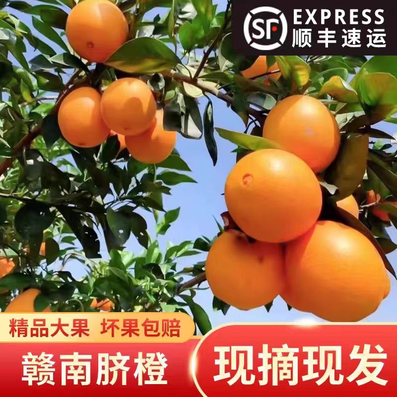 广西武鸣沃柑毛重5公斤顺丰包邮次日达沃柑茂谷柑广西壮族自治区广西壮族自治区南宁市