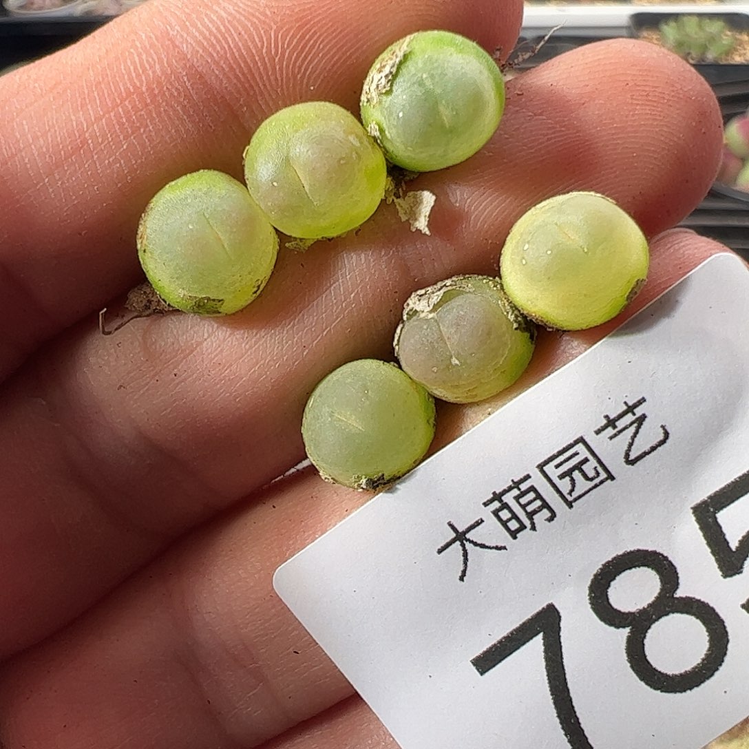一物一拍。        785