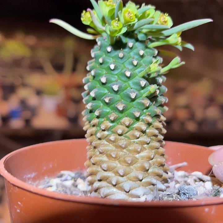 满38包邮2天凑单，脱土晾根发货多肉植物